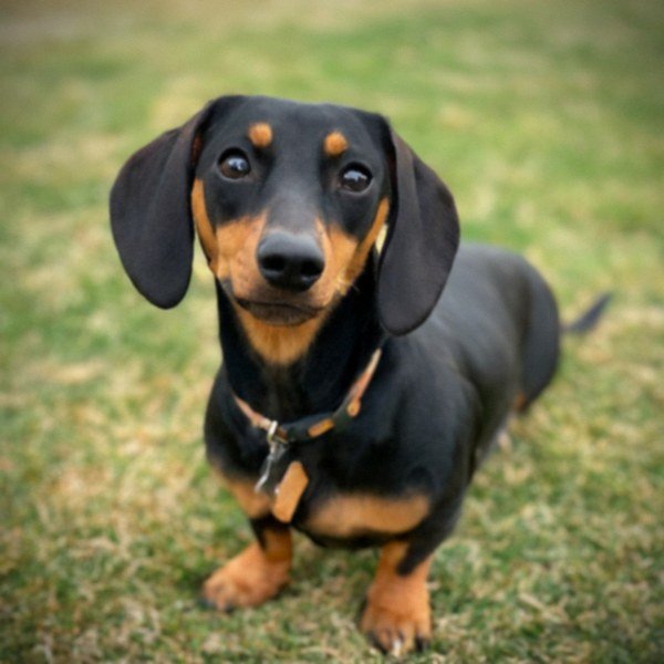 dachshund in Palmdale, California