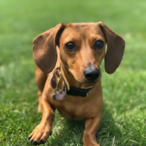 dachshund in Pittsburgh, Pennsylvania