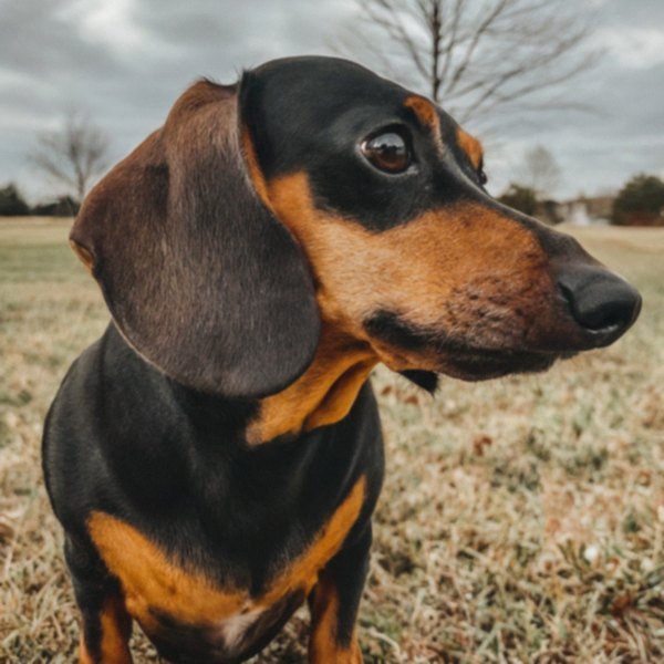 dachshund in Plano, Texas
