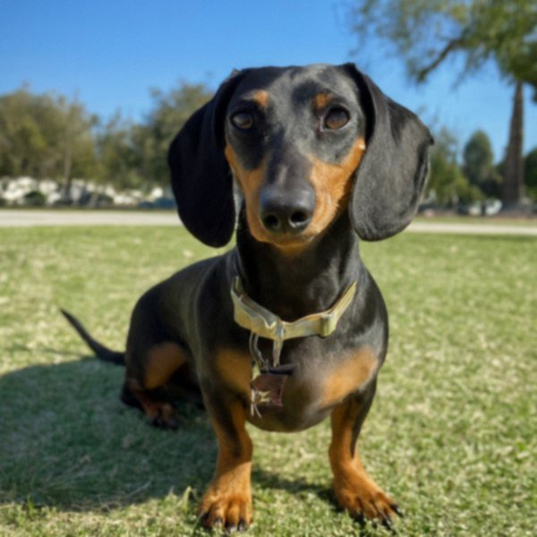 dachshund in Pomona, California
