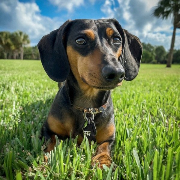 dachshund in Port St. Lucie, Florida
