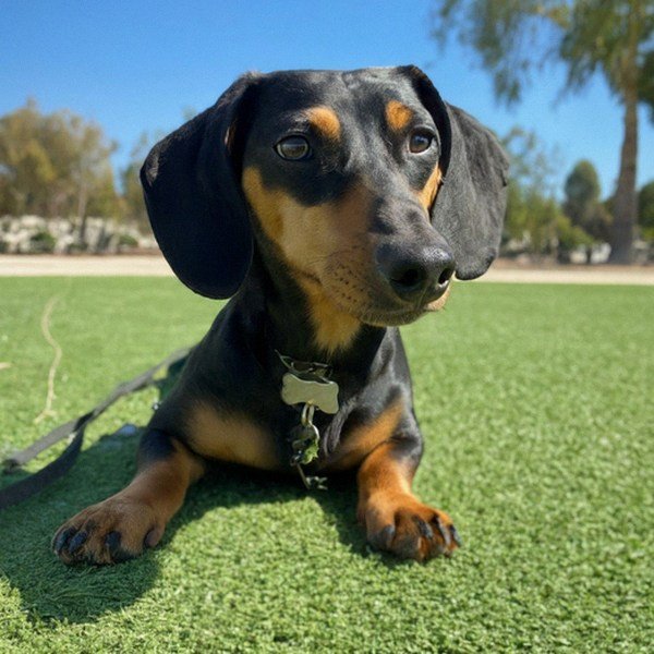 dachshund in Riverside, California