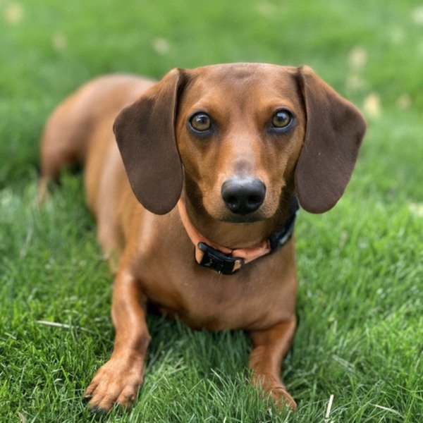 dachshund in Sacramento, California