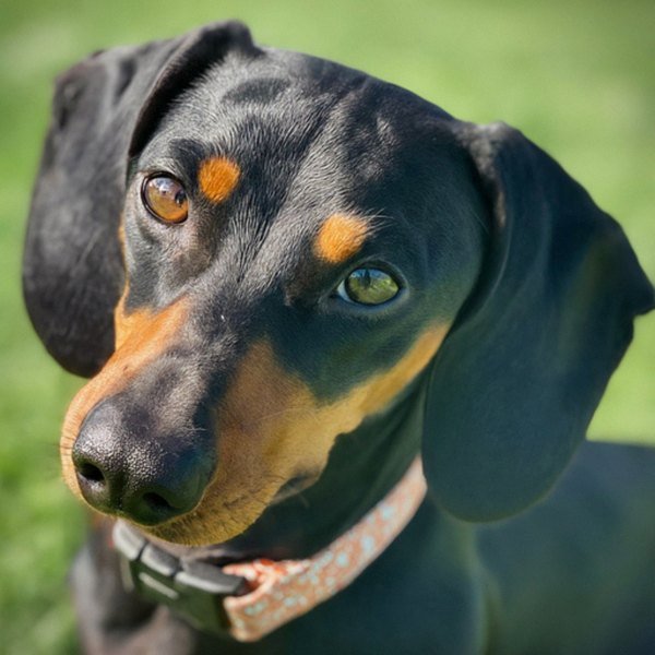 dachshund in Salinas, California