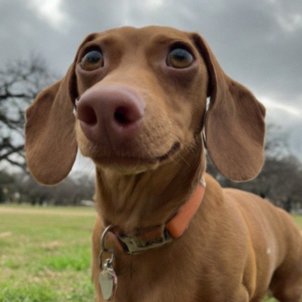 dachshund in San Antonio, Texas