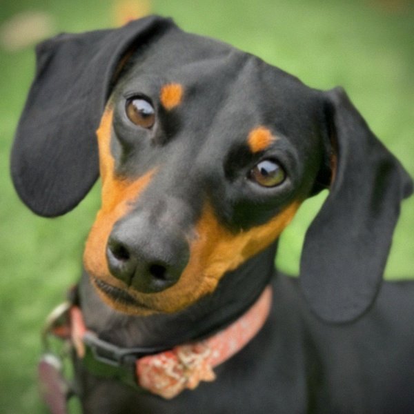 dachshund in San Diego, California