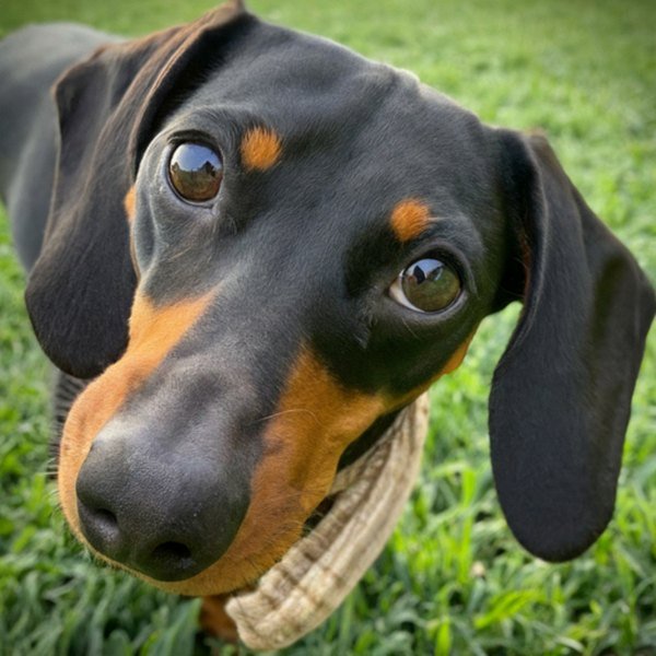 dachshund in Santa Clarita, California
