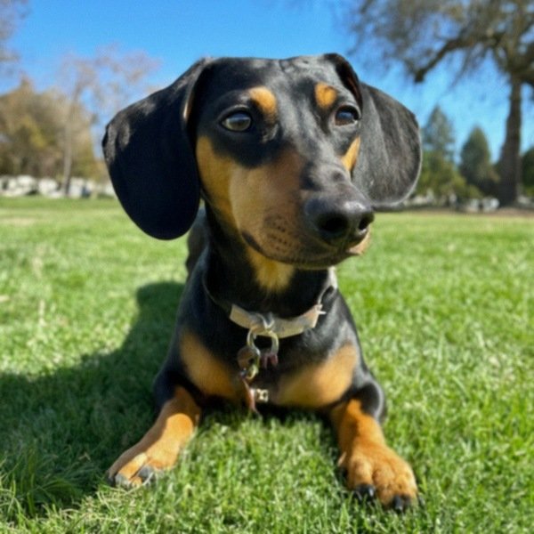 dachshund in Sunnyvale, California