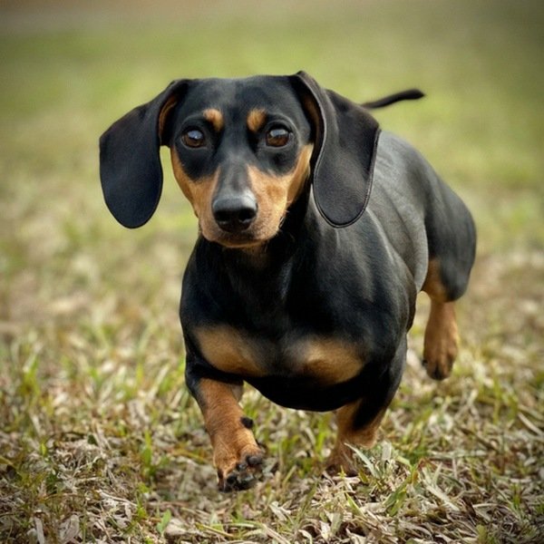 dachshund in Tallahassee, Florida