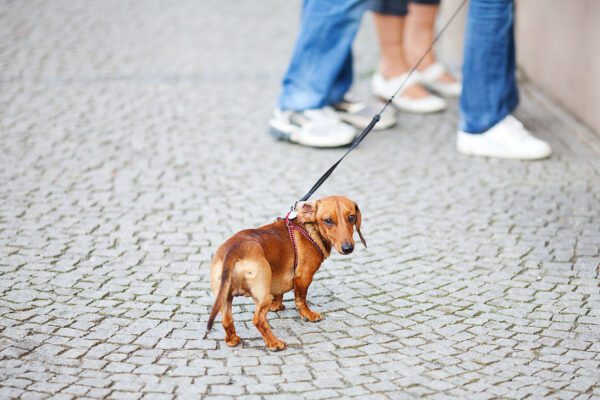 Dachshund Against The Paving Stones