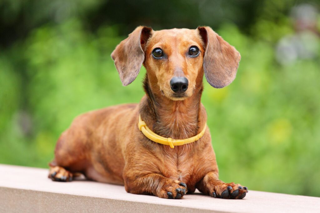 How to Adopt a Dachshund in Hawaii