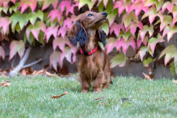 Dachshund Sits In A Vibrant Garden
