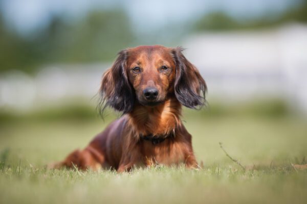 Dachshund Sits On The Lush Green Grass