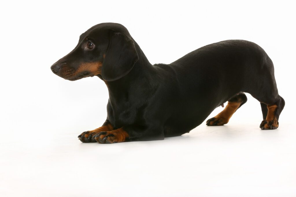 How to Adopt a Dachshund in Massachusetts