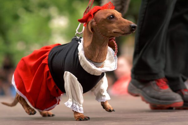 Dachshund Wearing Costume