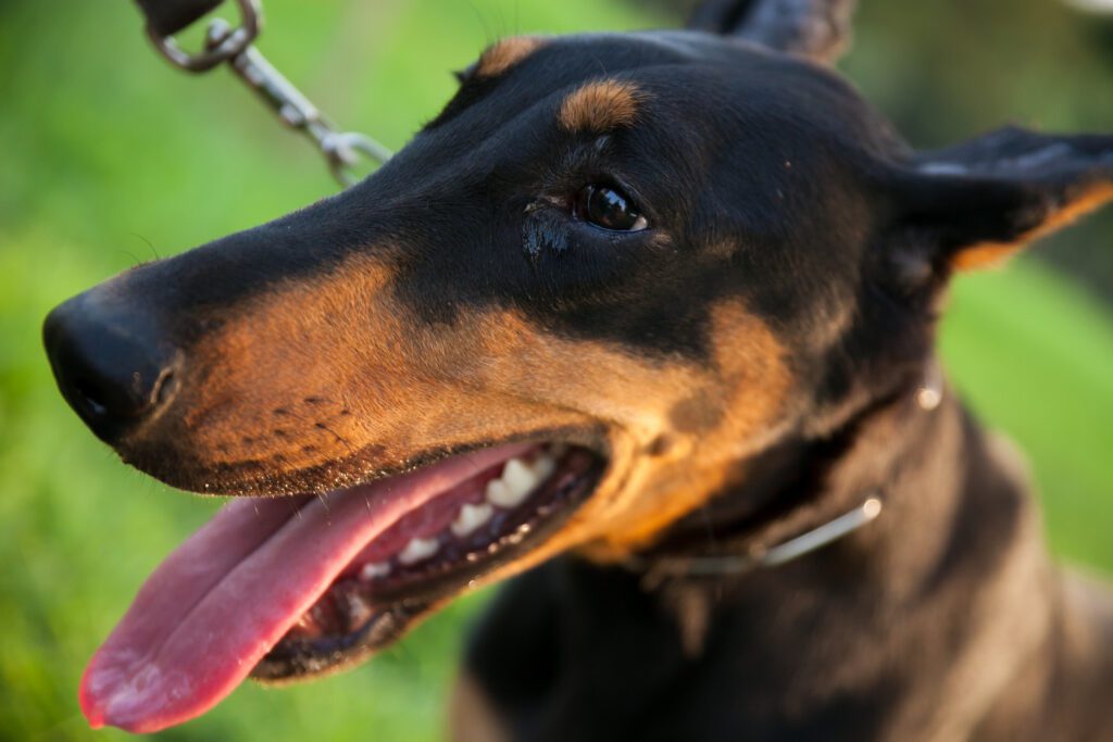 How to Adopt a Doberman in Georgia