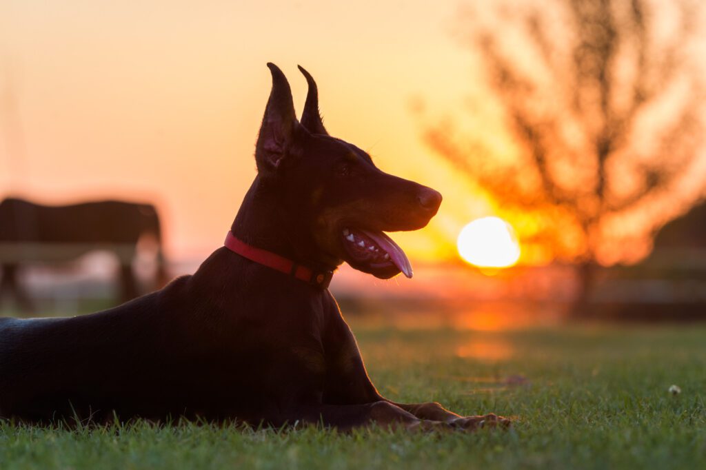 Doberman Lying On The Grass Outdoors