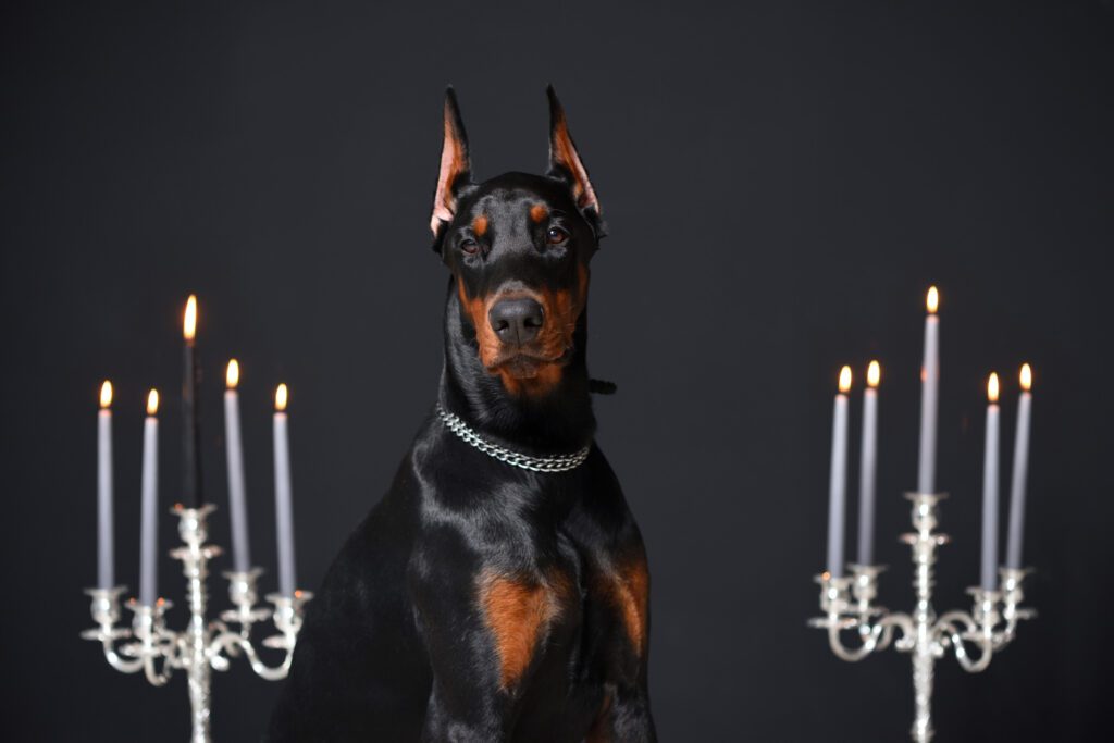 How to Adopt a Doberman in Connecticut