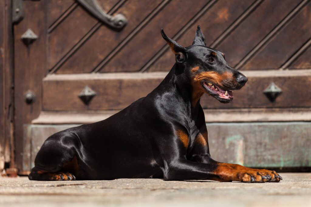 How to Adopt a Doberman in Colorado