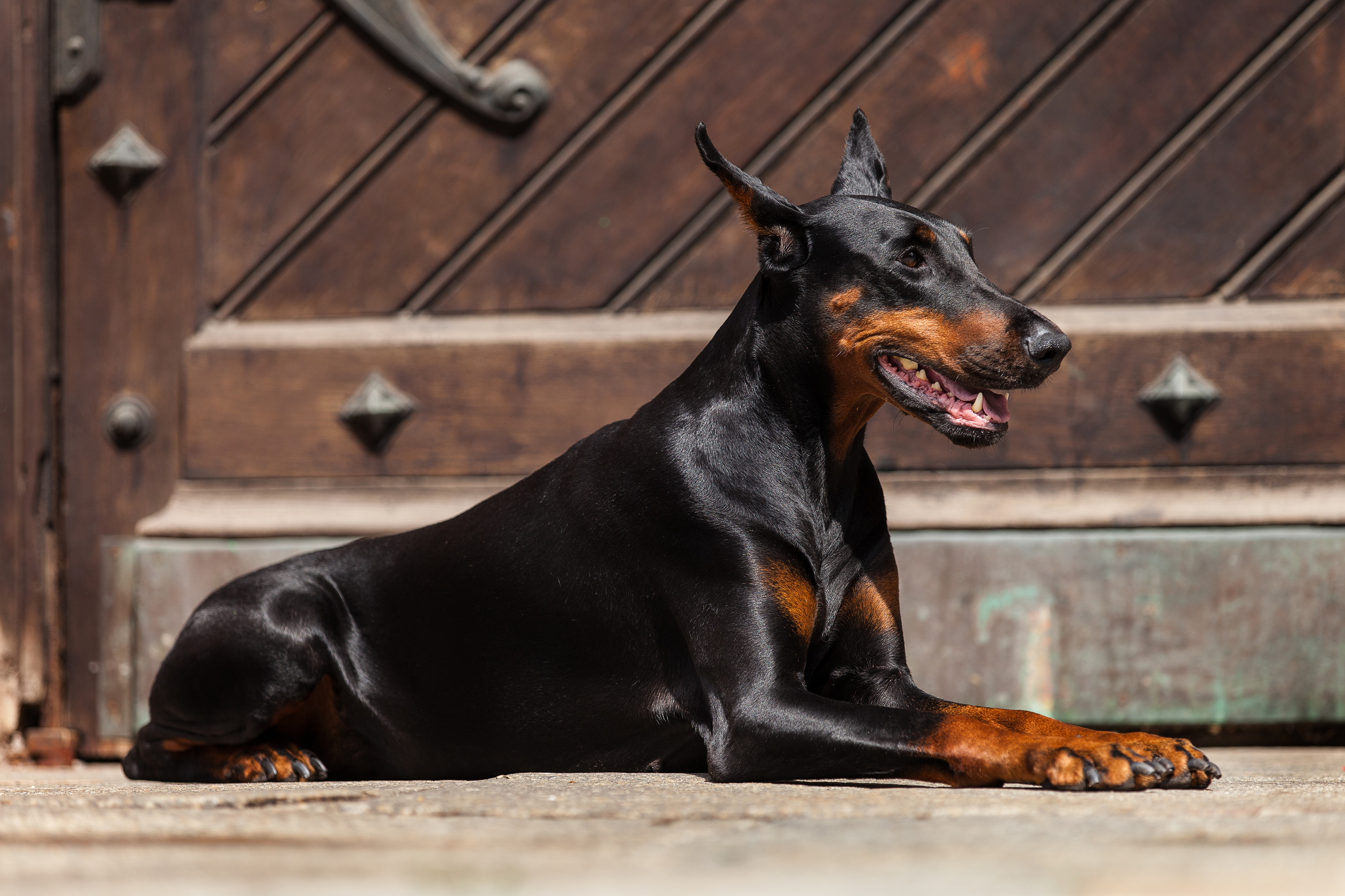 How to Adopt a Doberman in Hawaii - Dog Adoption - Dog Academy