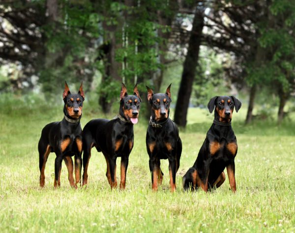 Doberman Standing In A Green Forest Background
