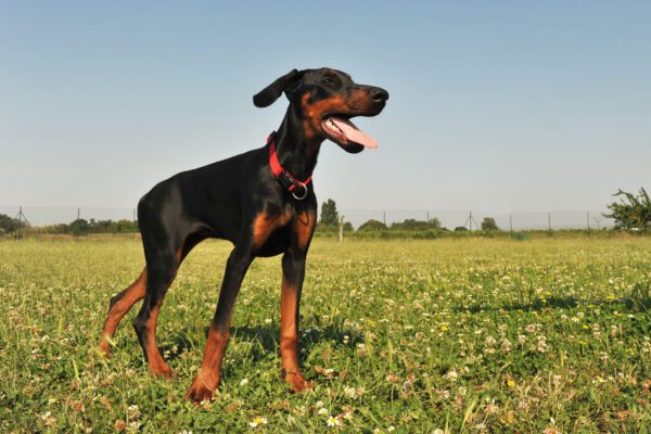 Doberman Standing In The Field