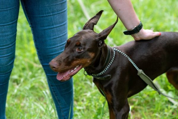 Doberman Stands Eagerly Beside Its Owner