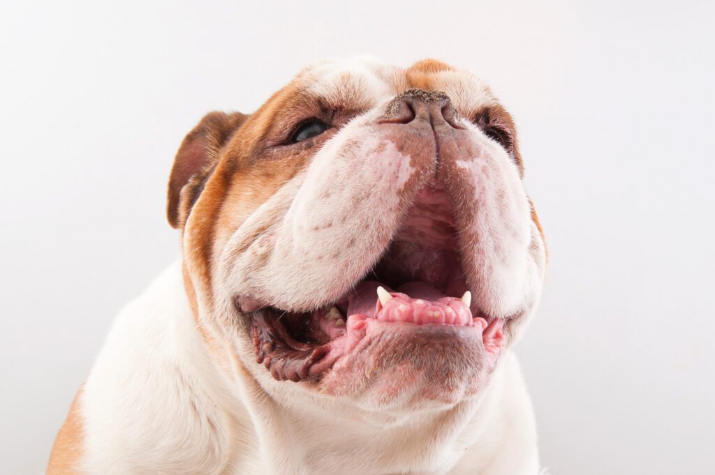 How To Adopt a English Bulldog in Louisiana
