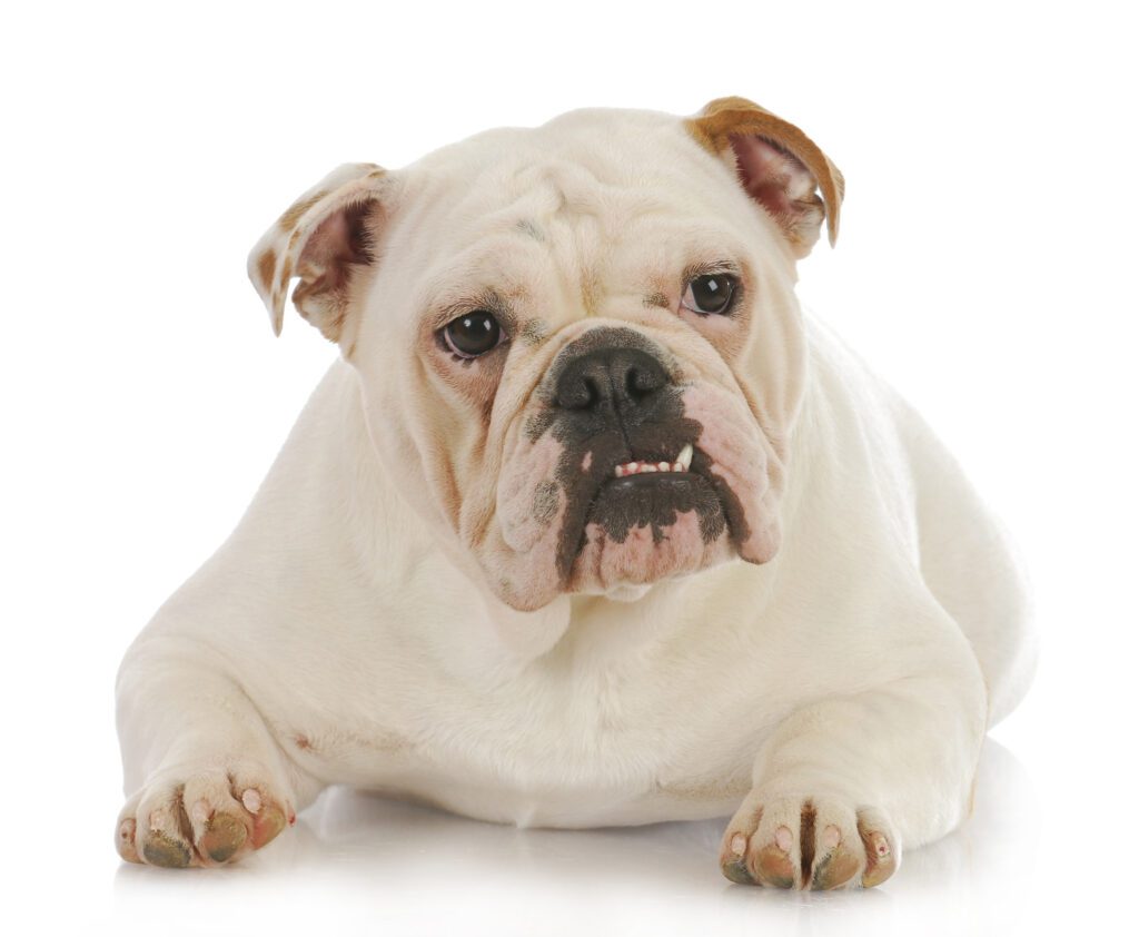 How To Adopt a English Bulldog in Montana
