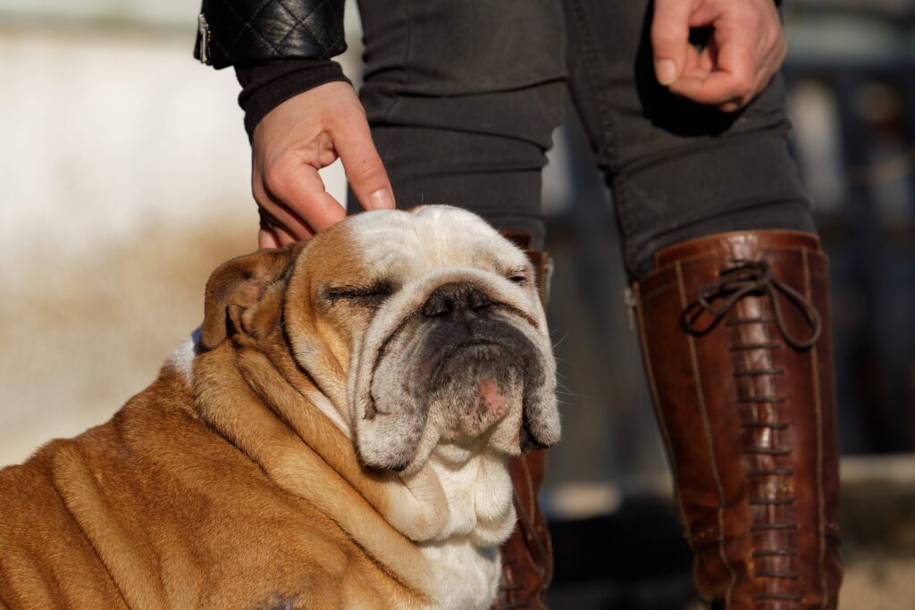 English Bulldog Outdoors With Person
