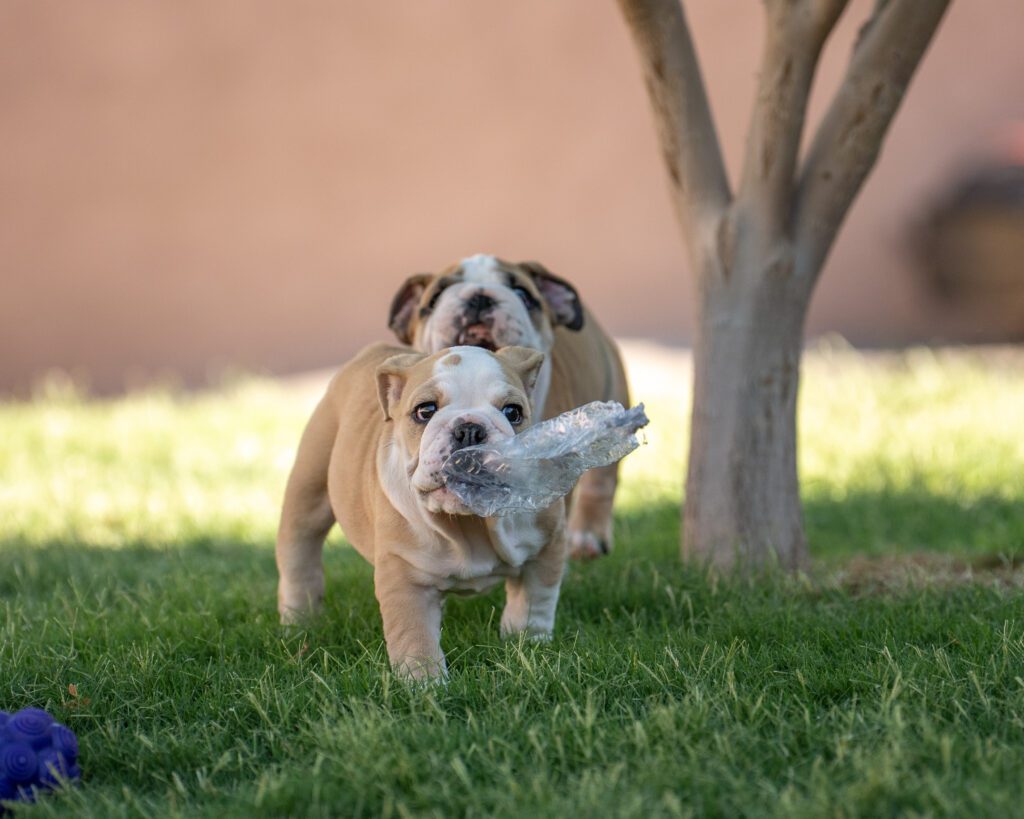 English Bulldog Puppies Outside Playing