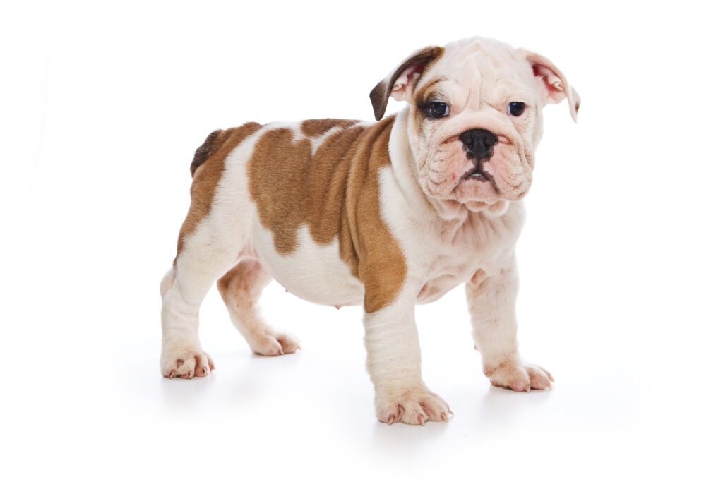 How To Adopt a English Bulldog in South Dakota