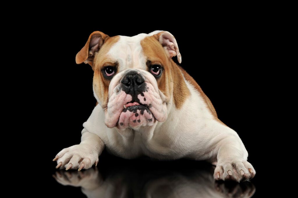 How To Adopt a English Bulldog in Kansas