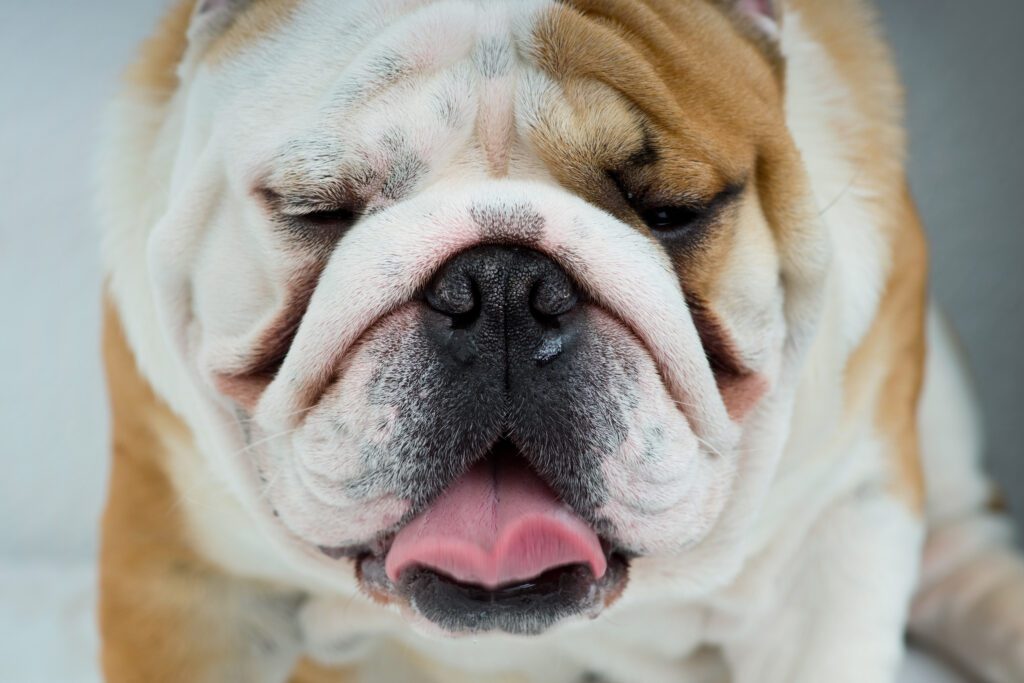 How To Adopt a English Bulldog in Hawaii