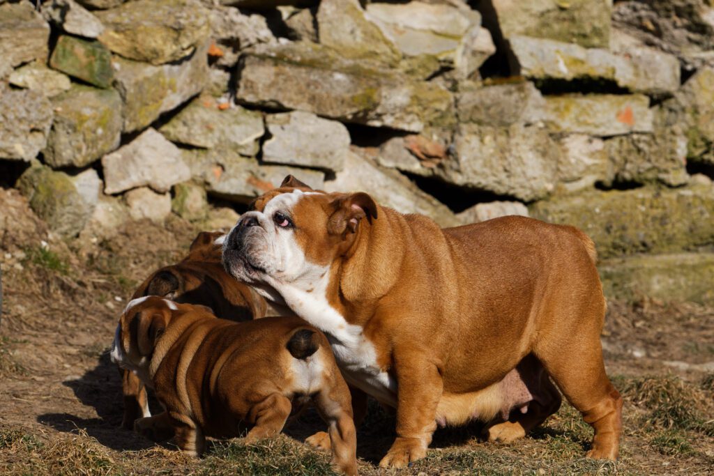 English Bulldogs Gathering
