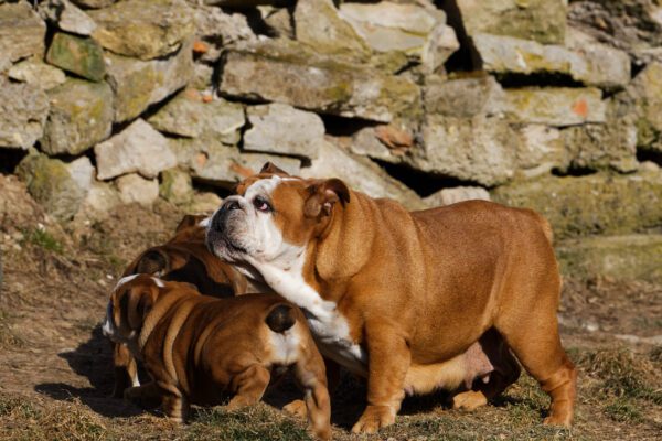 English Bulldogs Gathering