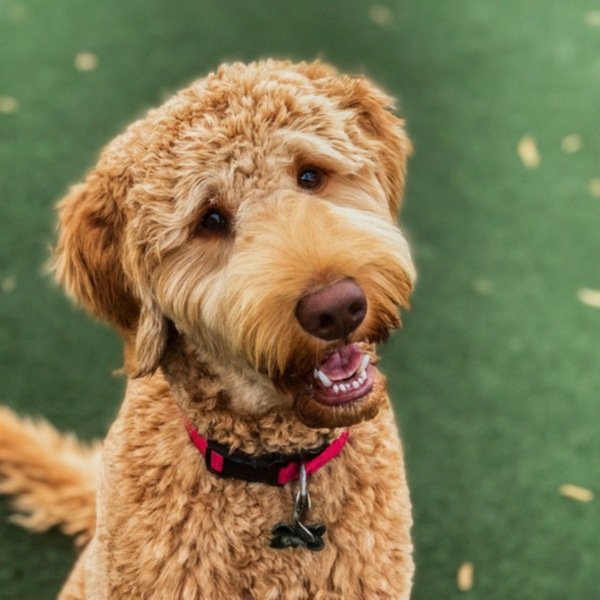 f1b goldendoodle in Anaheim, California