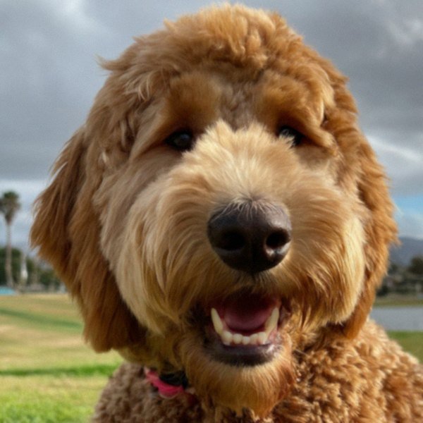 f1b goldendoodle in Chula Vista, California