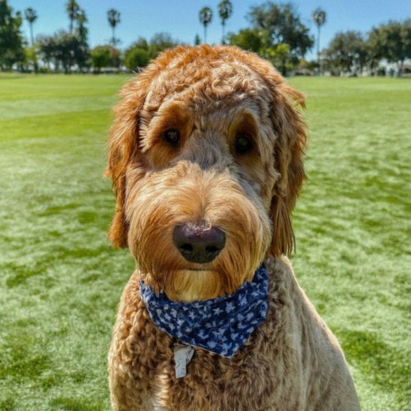 f1b goldendoodle in Corona, California