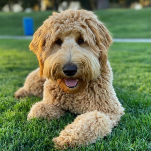 f1b goldendoodle in Elk Grove, California