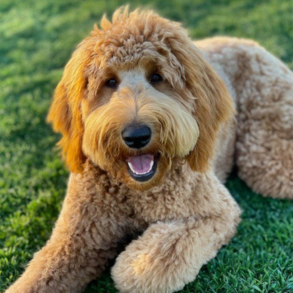 f1b goldendoodle in Fontana, California