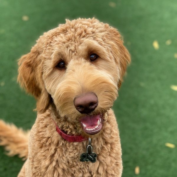 f1b goldendoodle in Fremont, California