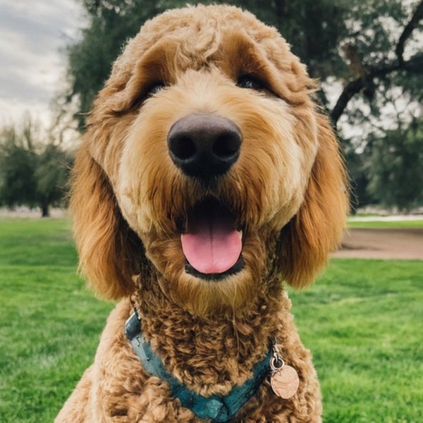 f1b goldendoodle in Fresno, California