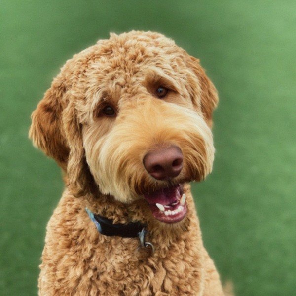 f1b goldendoodle in Frisco, Texas