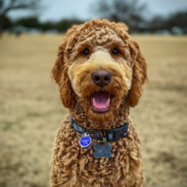 f1b goldendoodle in Garland, Texas