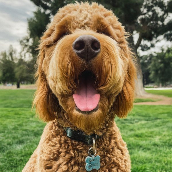 f1b goldendoodle in Glendale, California