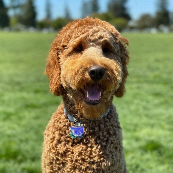 f1b goldendoodle in Hayward, California