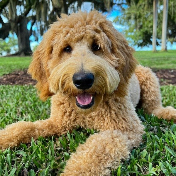 f1b goldendoodle in Hialeah, Florida