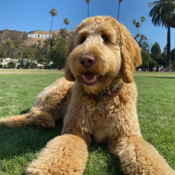 f1b goldendoodle in Hollywood, California