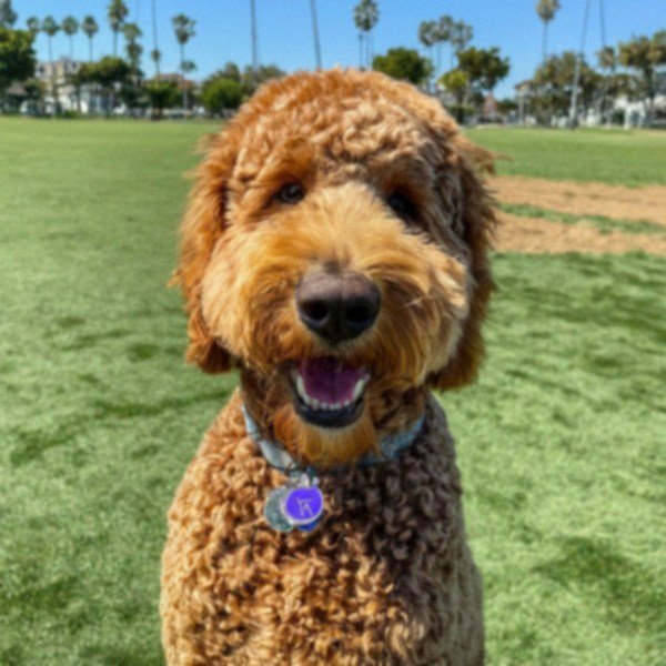 f1b goldendoodle in Huntington Beach, California